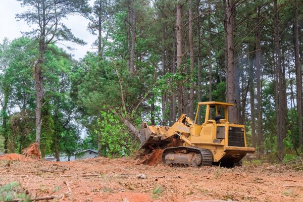 Trees Clearing in Annapolis