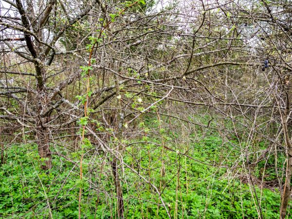 Underbrush Clearing in Annapolis