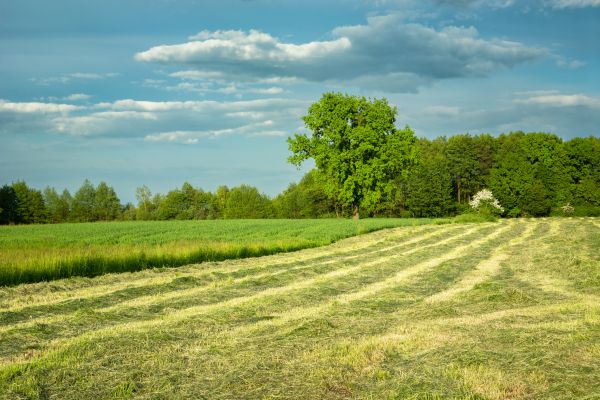 Vegetation Removal Service