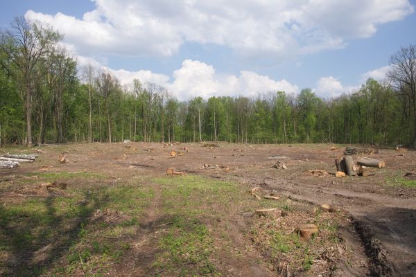 Pasture Clearing Service