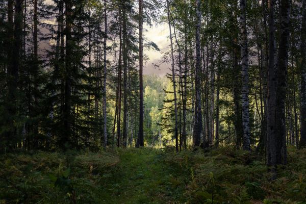 Pine Tree Clearing Service