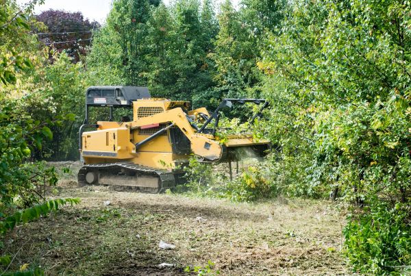 Pathway Clearing in Annapolis
