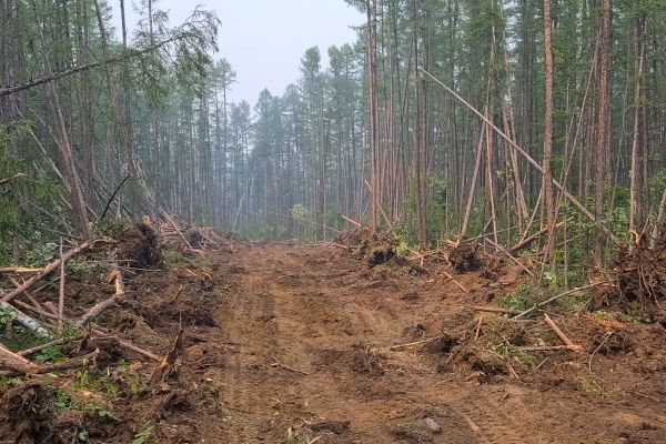 Hillside Clearing