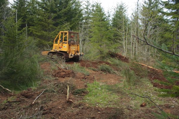 Shrubbery Clearing