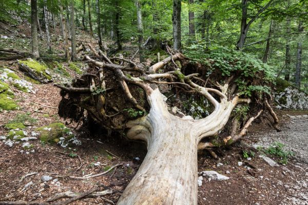 Forest Removal