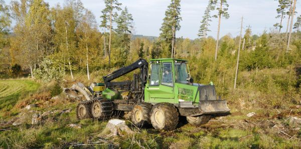 Woodland Clearing